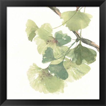 Framed Gingko Leaves II on White Print