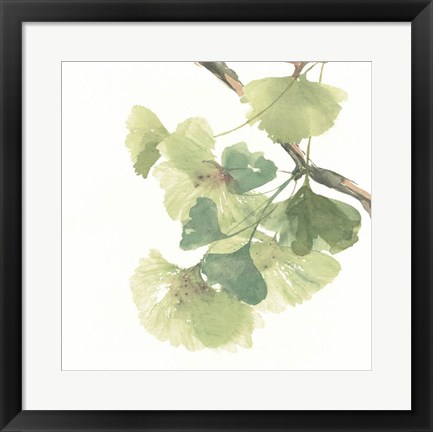 Framed Gingko Leaves II on White Print