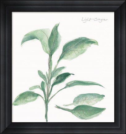Framed Sage II Print