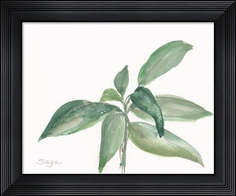 Framed Sage I Print