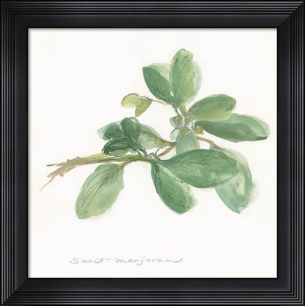 Framed Sweet Marjoram Print