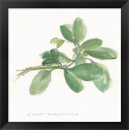 Framed Sweet Marjoram Print