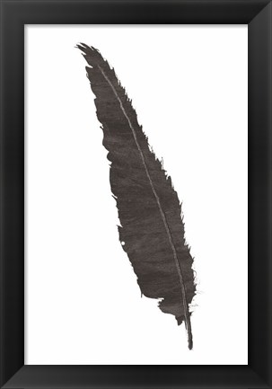 Framed Black Feather VI Print