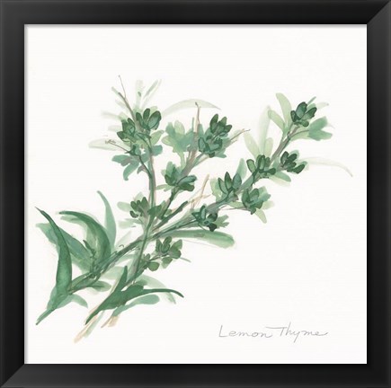 Framed Lemon Thyme Print