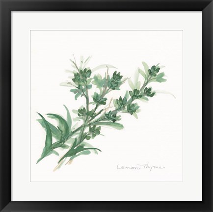 Framed Lemon Thyme Print