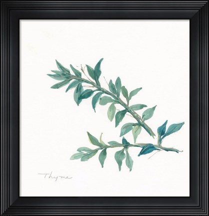 Framed Thyme II Print