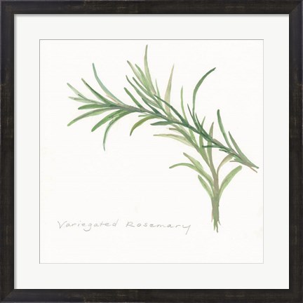 Framed Variegated Rosemary II Print