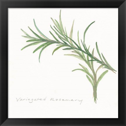 Framed Variegated Rosemary II Print