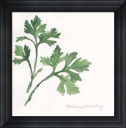 Framed Italian Parsley II Print