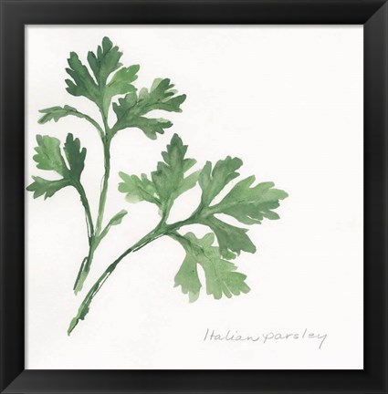 Framed Italian Parsley II Print