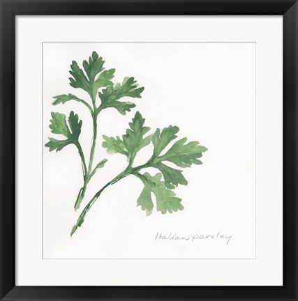 Framed Italian Parsley II Print