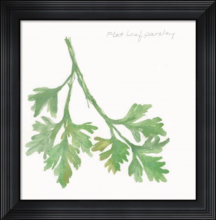 Framed Flat Leaf Parsley Print