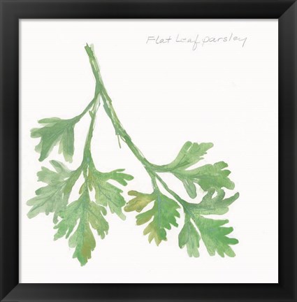 Framed Flat Leaf Parsley Print