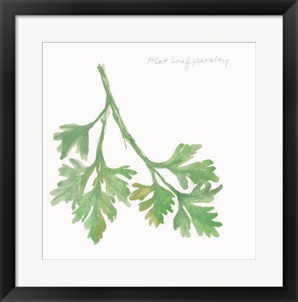 Framed Flat Leaf Parsley Print