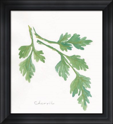 Framed Chervil Print