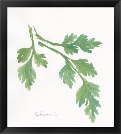 Framed Chervil Print