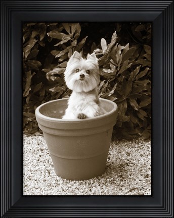 Framed In the Garden Print