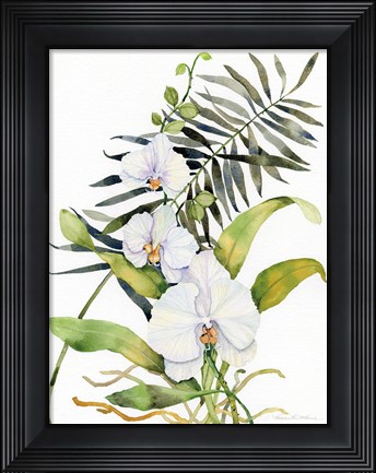Framed Botanical Phalaenopsis Print