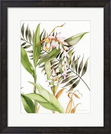Framed Botanical Shell Ginger Print