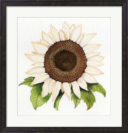Framed Autumn Elegance White Sunflower Print