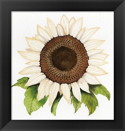 Framed Autumn Elegance White Sunflower Print