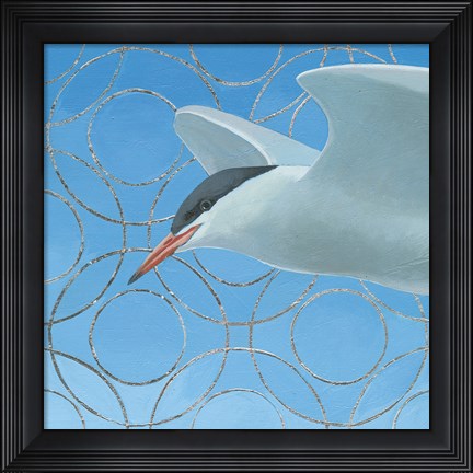 Framed Common Tern Print