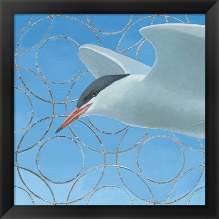 Framed Common Tern Print