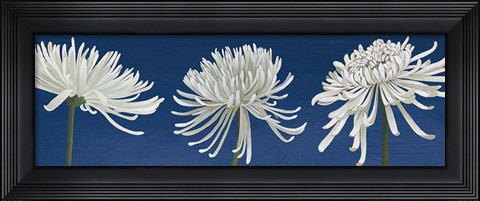 Framed Morning Chrysanthemums V Indigo Print