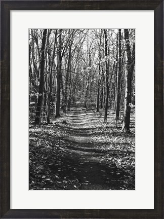 Framed Through the Woods Print