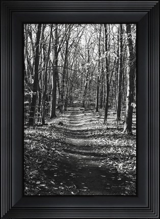 Framed Through the Woods Print