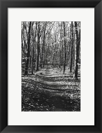 Framed Through the Woods Print