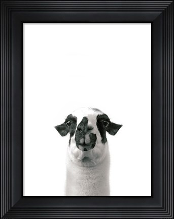 Framed Lovable Llama I v2 Print