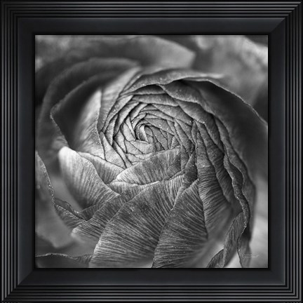 Framed Ranunculus Abstract II BW Print