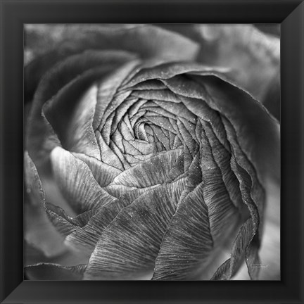 Framed Ranunculus Abstract II BW Print