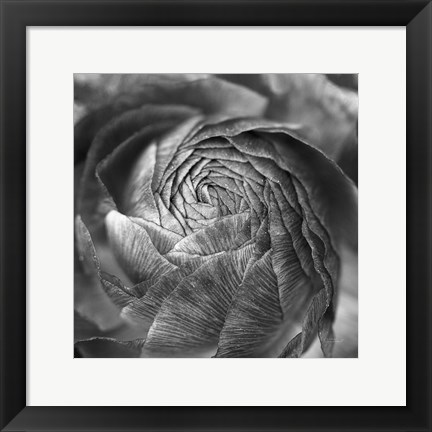 Framed Ranunculus Abstract II BW Print