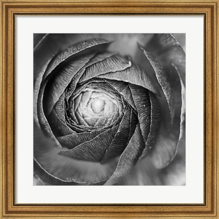 Framed Ranunculus Abstract I BW Print
