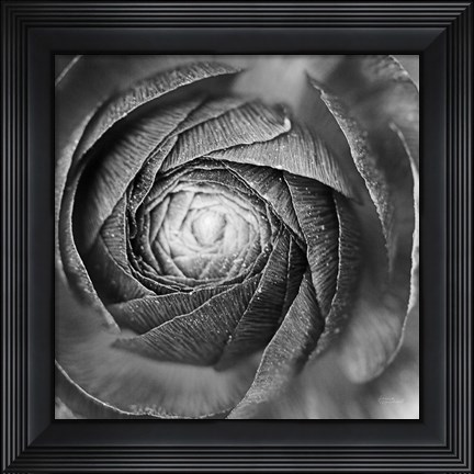 Framed Ranunculus Abstract I BW Print