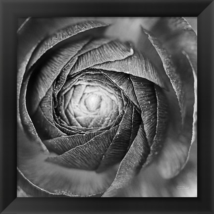 Framed Ranunculus Abstract I BW Print