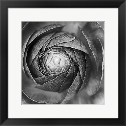 Framed Ranunculus Abstract I BW Print