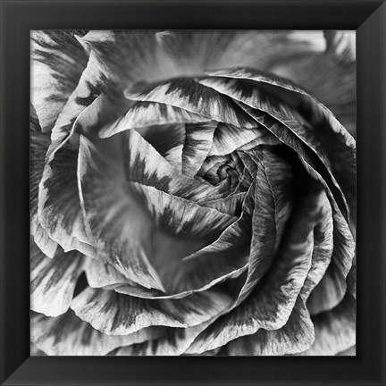 Framed Ranunculus Abstract IV BW Print