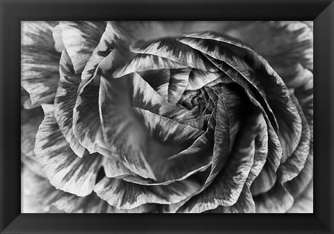 Framed Ranunculus Abstract VI BW Print