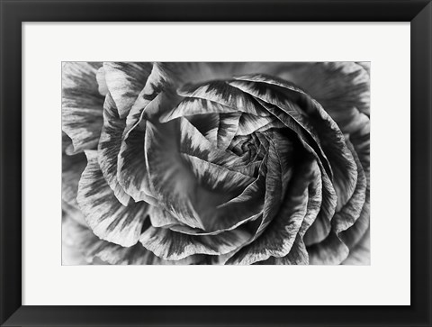 Framed Ranunculus Abstract VI BW Print