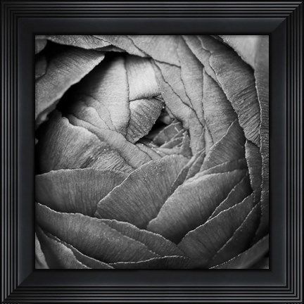 Framed Ranunculus Abstract III BW Print