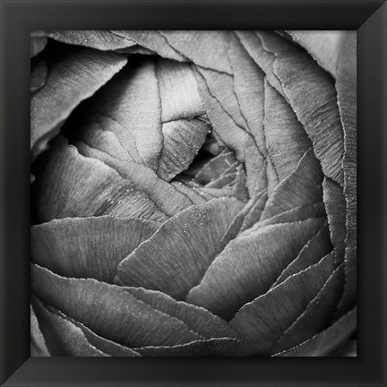 Framed Ranunculus Abstract III BW Print