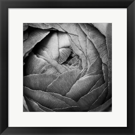 Framed Ranunculus Abstract III BW Print