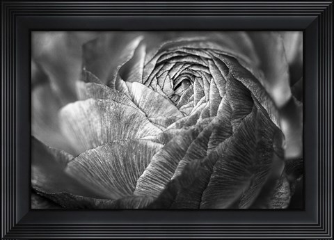 Framed Ranunculus Abstract V BW Print