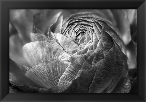 Framed Ranunculus Abstract V BW Print
