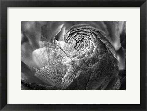 Framed Ranunculus Abstract V BW Print