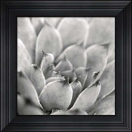 Framed Garden Succulent I Print