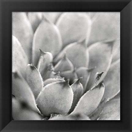 Framed Garden Succulent I Print